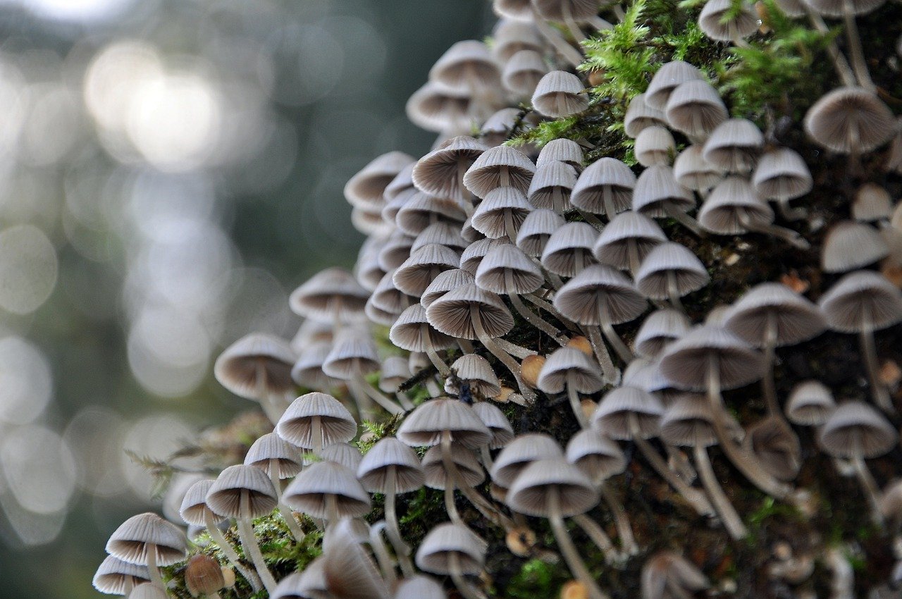 Prigimties Išmintis nagrinėja mokslinių tyrimų įtaką mūsų supratimui apie pasaulį nuo ancestralinių praktikų iki šiuolaikinių atradimų